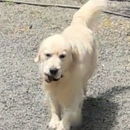 Golden Retriever Puppies from Candy Rock Golden Retrievers