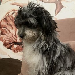 Briar - Aussiedoodle