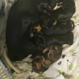 Dachshund Puppies from Desert Dachshunds