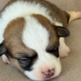 Boy 2 - Fawn male Pembroke Welsh Corgi puppy in Huntington Beach, California from Gingerbread
