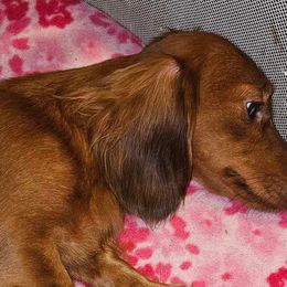 Ripley - Dachshund