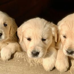 Golden Retrievers from Highlander's Goldens of Howell