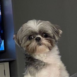 Bella - Shih Tzu