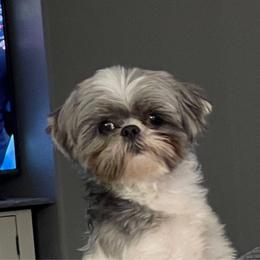 Bella - Shih Tzu