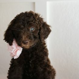 Goldendoodle Puppies from Penny Lou’s Doodles
