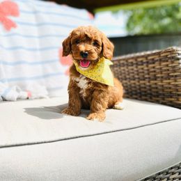 Cortado - Toy Size - Red  male Goldendoodle puppy in Elizabethtown, Kentucky from Reddy Poodles & Doodles