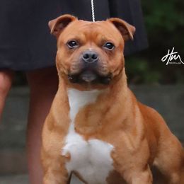 Gladi - Staffordshire Bull Terrier