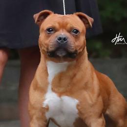 Gladi - Staffordshire Bull Terrier