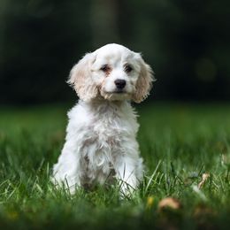 Cockapoo Puppies from Dana's Domain Cockapoos