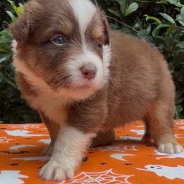 Turmeric - Red tri-color male Australian Shepherd puppy in Inverness, Florida from Swamp Puppy Canine Kennel