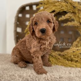 Goldendoodle Puppies from Carlie and Co. Goldendoodles