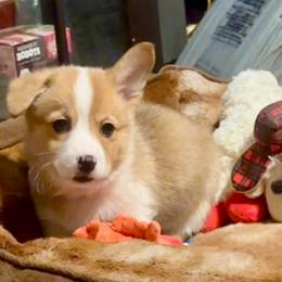 Blue collar - Fawn male Pembroke Welsh Corgi puppy in Oxford, Pennsylvania from K&S Quality Pembroke Welsh Corgi’s