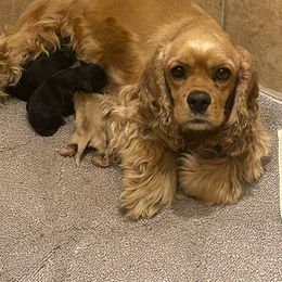 Cocker Spaniel puppies from Wilkshire Farm