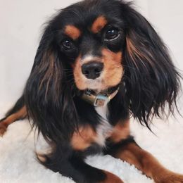 Cavalier King Charles Spaniels from Holliday Cavalier King Charles Spaniels