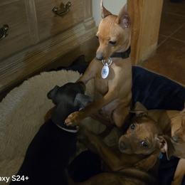 Miniature Pinscher puppies from Eriphos Farm Kennel