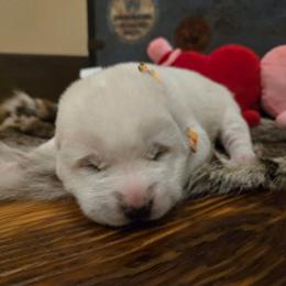 Boy4 - White male Central Asian Shepherd Dog puppy in Michigan from Guardian Dog