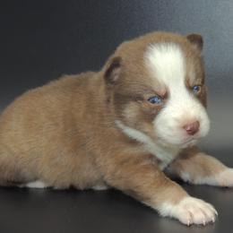 Pomsky and Siberian Husky Puppies from Beastly Beauties Huskies & Pomskies