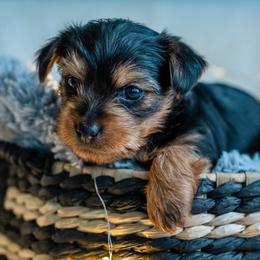 George - Black and tan male Yorkshire Terrier puppy in Antioch, Nevada from Precious Puppies