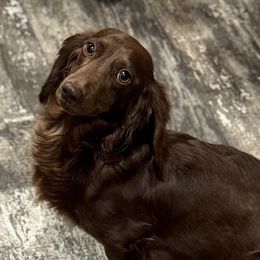 Ariel - Dachshund