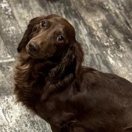 Ariel - Dachshund