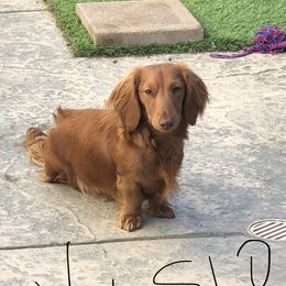 Vision - Dachshund