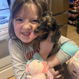 Dachshund Puppies from Birkin’ Paws