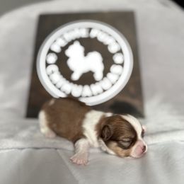 Ghost - Chocolate and white male Chihuahua puppy in Dayton, Ohio from Petite Pups