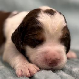 09 Gray collar Raymond - Liver white and tan male English Springer Spaniel puppy in Comer, Georgia from Stratton Spaniels