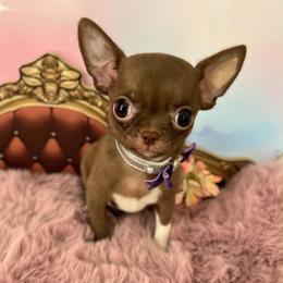 Nutella - Chocolate female Chihuahua puppy in Mesa, Arizona from Arizona Dream Chihuahuas