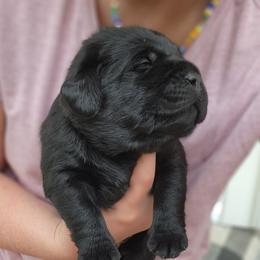 Boy 2 - Black male Labrador Retriever puppy in Saunemin, Illinois from Shooting Star Labs
