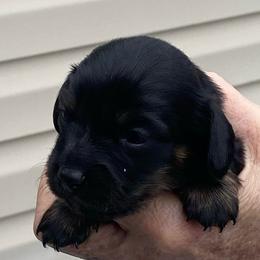 ZUMA - Black female Dachshund puppy in Elizabethtown, Kentucky from Teeny Tiny Puppy Tails