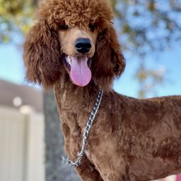 Poodle All Grown Up from Mes Chien Blanc Puppies, LLC