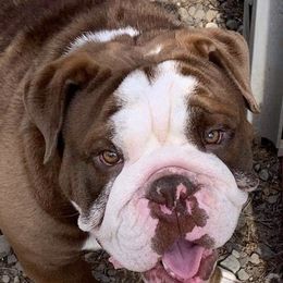 Fredo - English Bulldog