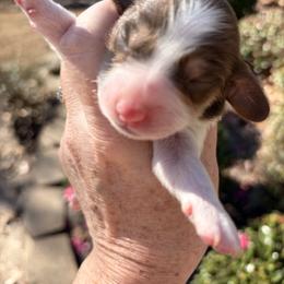 Mack - Chocolate and tan male Dachshund puppy in Bentonville, Arkansas from T & D Dachshunds by design