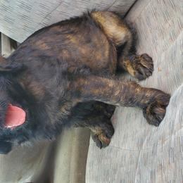 Boy 6 - Labradoodle puppy in Roswell, New Mexico from Sunny Day Sidekicks
