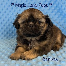 Bentley - Black gold and silver male Shih Tzu puppy in Marion, Michigan from Maple Lane Pups
