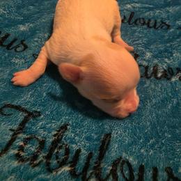 Cream and white - Cream and white female Chihuahua puppy in Clarksville, Indiana from Fabulous little paws