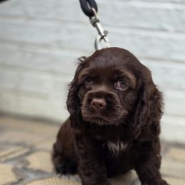 Cocker Spaniel Puppies from Cocker Cottage