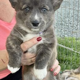 American Corgi Puppies from Patriot American Corgi