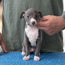Boy 3 - Blue male Italian Greyhound puppy in Sugar Valley, Georgia from Pinnacle Farm and Kennel
