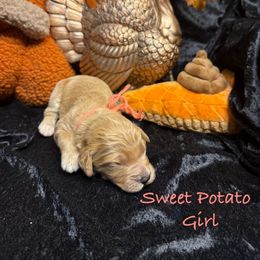 Sweet Potato - Red  female Goldendoodle puppy in Rockville, Minnesota from Bracha Poodles & Doodles