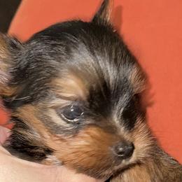 Yorkshire Terriers from Empire Yorkies