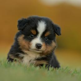 Pilot - Black tri male Toy Australian Shepherd puppy in Hartman, Arkansas from Southern Edition Aussies