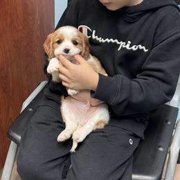 Cavalier King Charles Spaniel Puppies from Hill country cavaliers