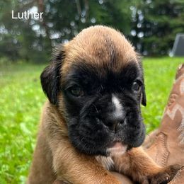 Boxer Puppies from Von Royal Dell’Infinite