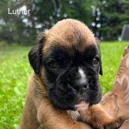 Boxer Puppies from Von Royal Dell’Infinite