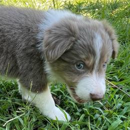 Blue Collar - Lilac male Border Collie puppy in Gadsden, Alabama from Collie Wood Hills