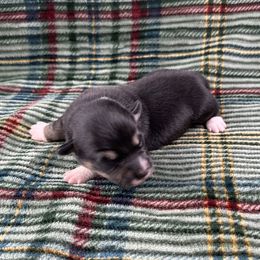 Jingle- fluffy coat - Black and white male American Corgi puppy in Waskom, Texas from Piney Woods Corgis