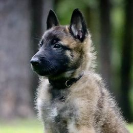 Belgian Malinois and Border Collies from DragonFyre Kennels