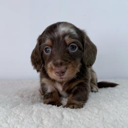 Shiva - Dapple male Dachshund puppy in Sonora, California from HEFFERNAN HOUNDS